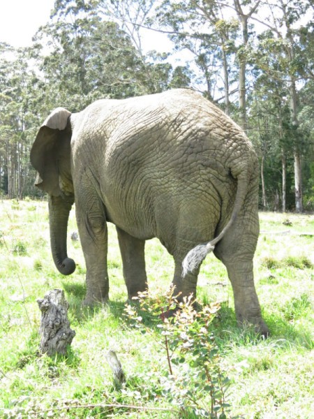 Elephant from the rear.