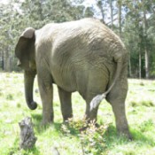 Elephant from the rear.