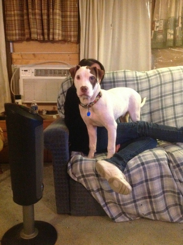 Dog standing on couch.