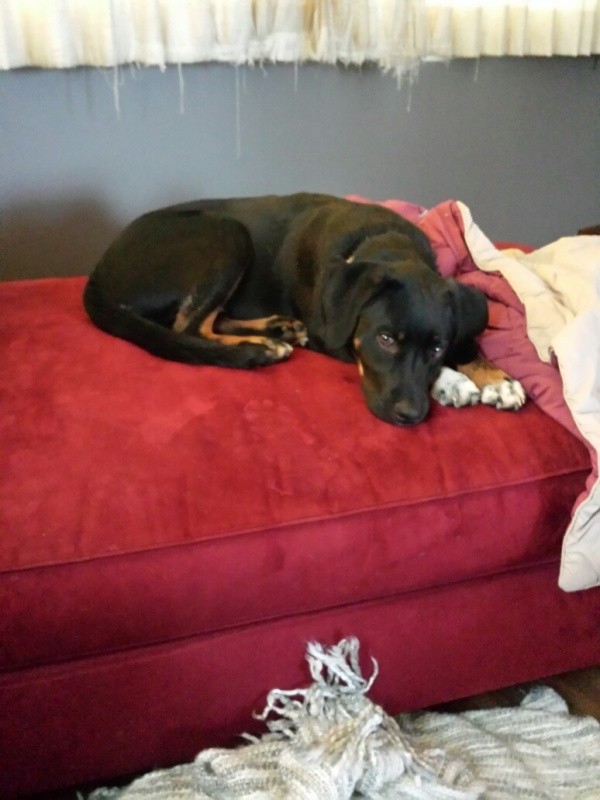 Black dog lying on red cushion.