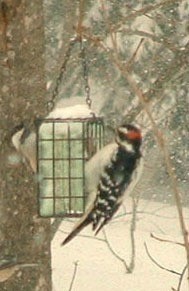 Closeup of woodpecker on feeder.