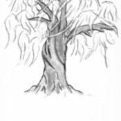 Line drawing of a willow tree.