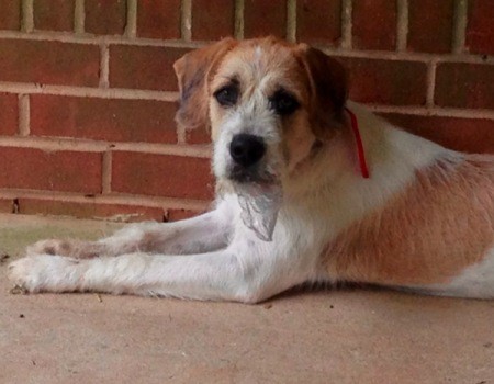 Tan and white dog laying by brick wall.