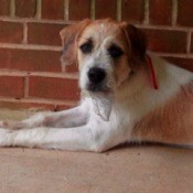 Tan and white dog laying by brick wall.