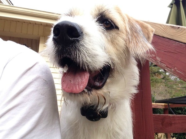 Closeup of dog's face.