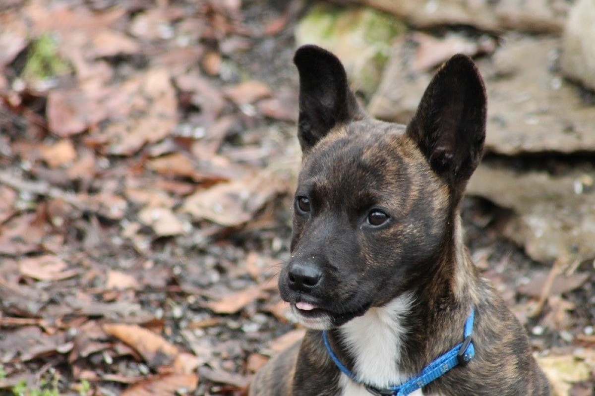 Jack Corgi Feist Lab Mix Thriftyfun