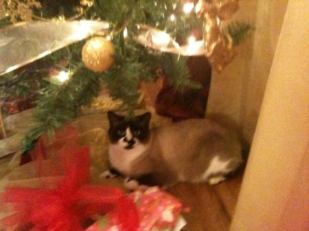 Annabelle under Christmas tree.