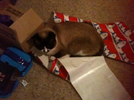 Cat playing in wrapping paper.