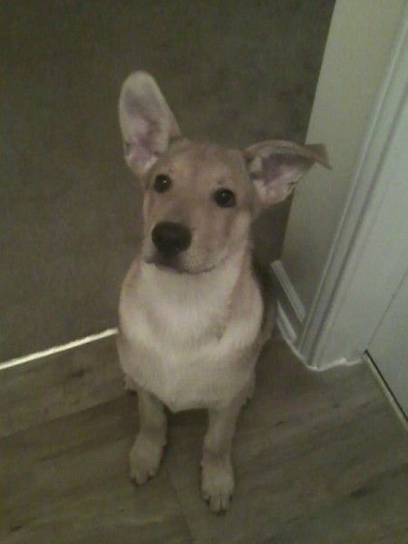 Tan dog with big ears.