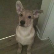 Tan dog with big ears.