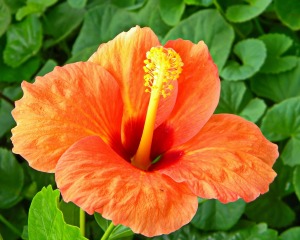 Hibiscus Flower