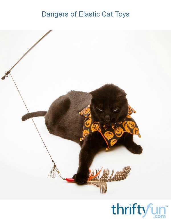 Dangers of Elastic Cat Toys ThriftyFun