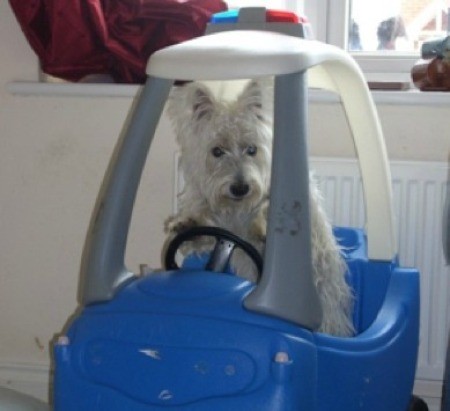 Small white dog in blue toy car