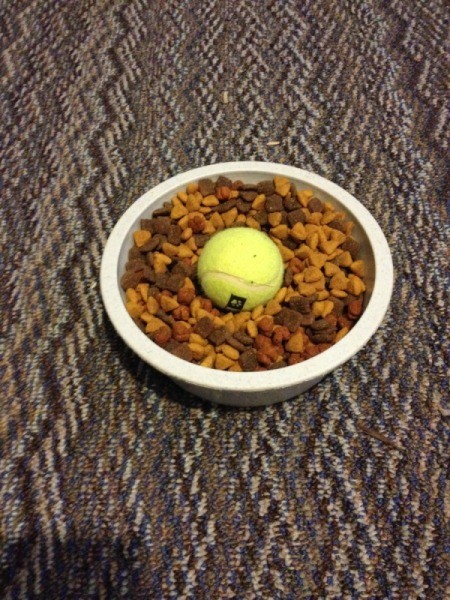Tennis ball in dog food dish.