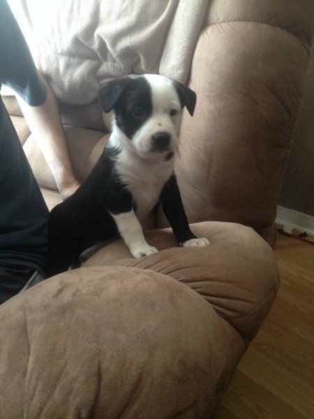 Black and white puppy on couch.
