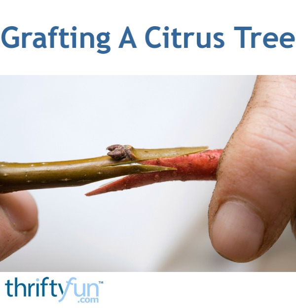 grafting_tree_fancy1.jpg