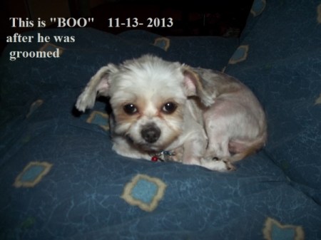 Boo (Dog)
