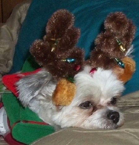 Boo with reindeer antlers.
