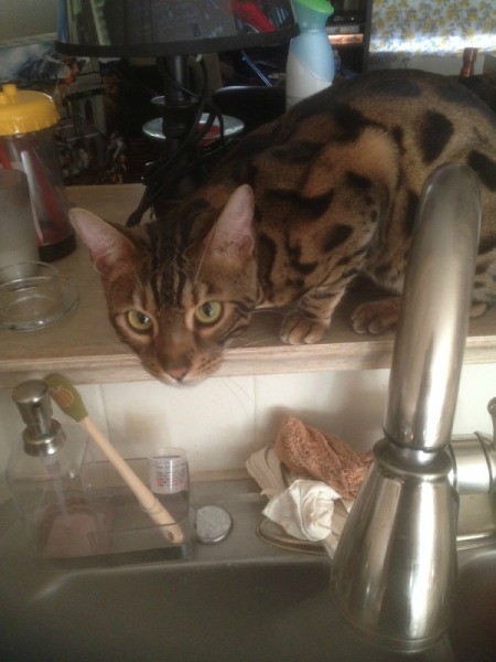 October on ledge above kitchen sink.
