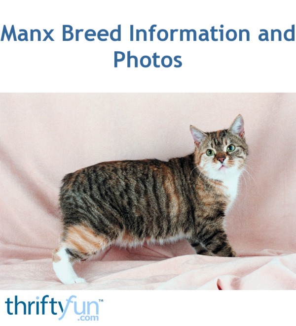 Manx Breed Information And Photos Thriftyfun