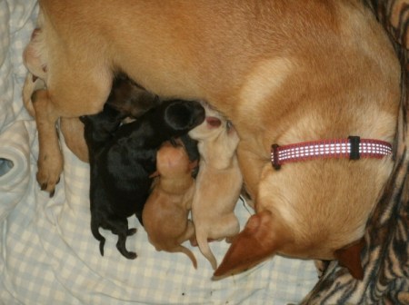 Dog with puppies.