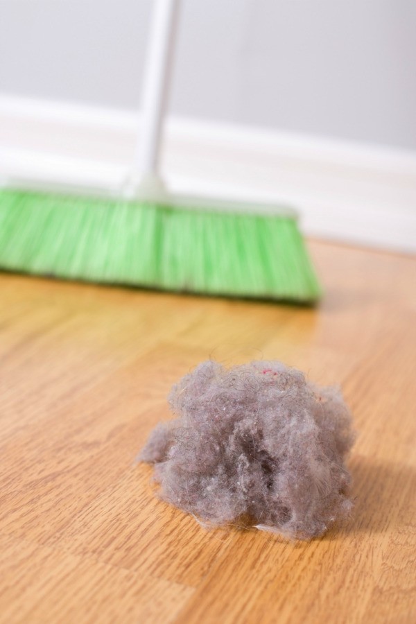 what-are-dust-bunnies-and-how-to-get-rid-of-them-dirt-busters-house