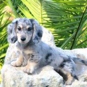 Black and white dog.