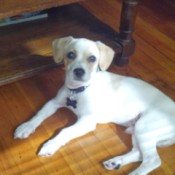 White dog with tan ears.