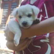 Someone holding puppy.