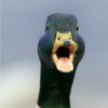 theduck's Avatar
