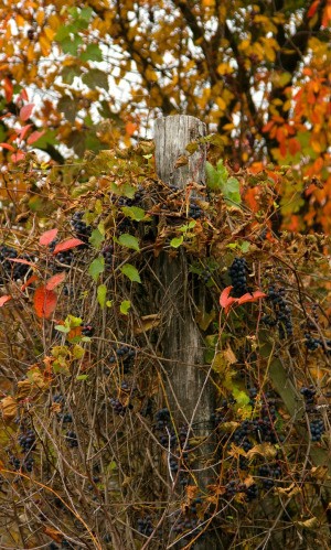 Wild Grape Vines