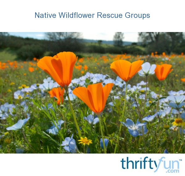 Native Wildflower Rescue Groups ThriftyFun