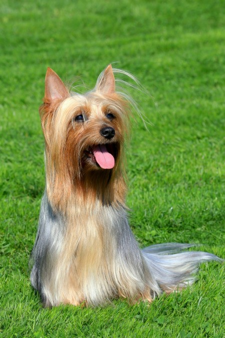 Silky Terrier in Grass