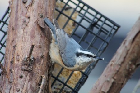 Nuthatch on suet feeder.