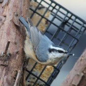 Nuthatch on suet feeder.