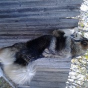 Dog looking over fence.