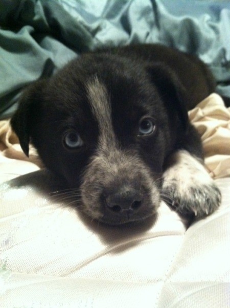 Black and white puppy closeup.