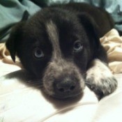 Black and white puppy closeup.