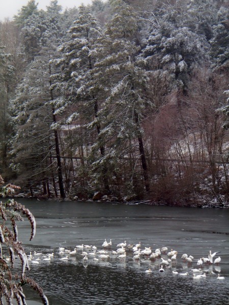 Snow Geese on the Lake