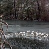Snow Geese on the Lake