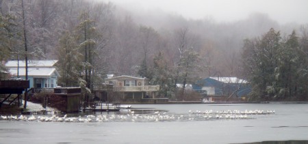 Snow Geese on the Lake