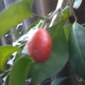 Closeup of red, egg shaped fruit.
