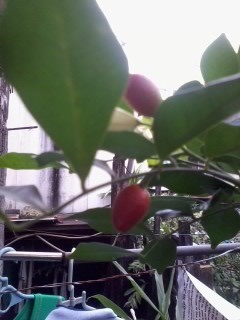 Two red fruit hanging from the vine.