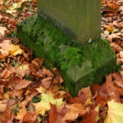 Moss on Headstone