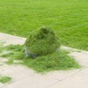 Grass Clippings On Sidewalk