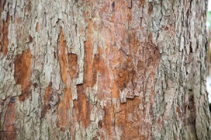 Damaged Tree Bark