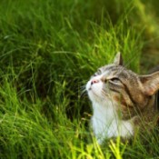 Closeup of Tayla in grass looking up.