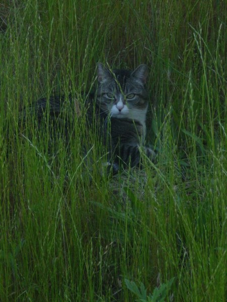 Tayla peeking out of tall grass.