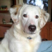 White dog with yellow on ears.