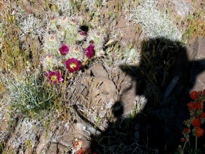 Shadow of Webby taking photo of purple flowering cactus.